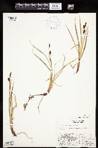 Carex membranacea image