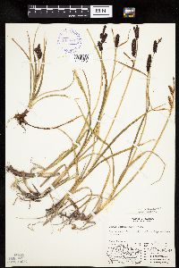 Carex membranacea image