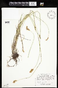 Carex merritt-fernaldii image