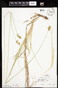 Carex merritt-fernaldii image