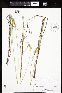 Carex merritt-fernaldii image