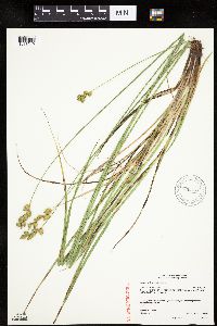Carex merritt-fernaldii image
