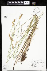 Carex merritt-fernaldii image