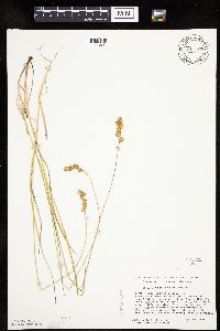 Carex merritt-fernaldii image