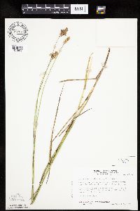 Carex merritt-fernaldii image