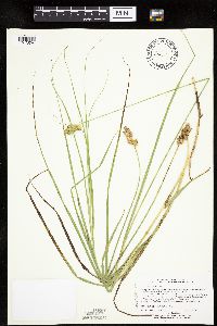 Carex merritt-fernaldii image