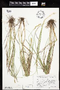 Carex merritt-fernaldii image