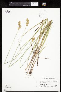 Carex merritt-fernaldii image