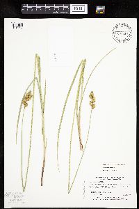 Carex merritt-fernaldii image