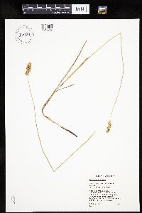 Carex merritt-fernaldii image