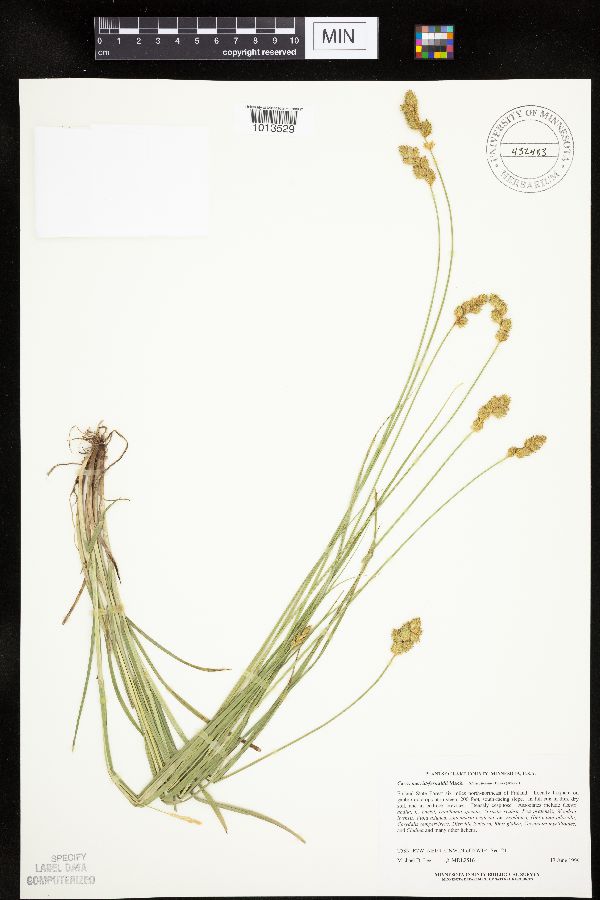 Carex merritt-fernaldii image