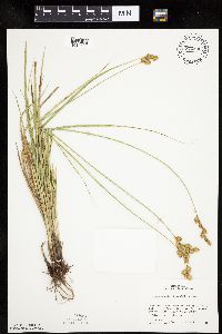 Carex merritt-fernaldii image