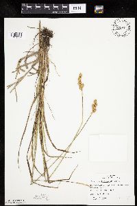 Carex merritt-fernaldii image