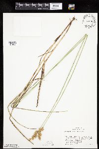 Carex merritt-fernaldii image