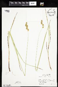 Carex merritt-fernaldii image