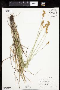 Carex merritt-fernaldii image