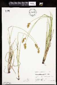 Carex merritt-fernaldii image