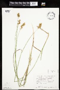 Carex merritt-fernaldii image