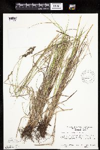 Carex merritt-fernaldii image