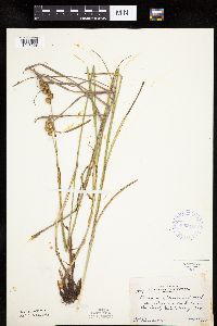 Carex merritt-fernaldii image