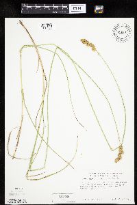 Carex merritt-fernaldii image