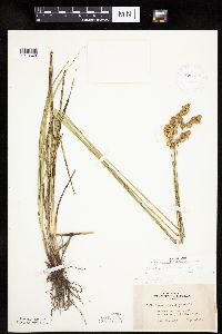 Carex merritt-fernaldii image