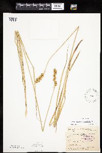 Carex merritt-fernaldii image