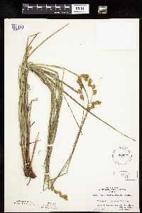 Carex merritt-fernaldii image