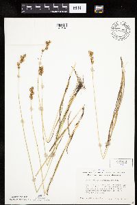 Carex merritt-fernaldii image