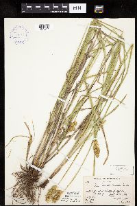 Carex merritt-fernaldii image