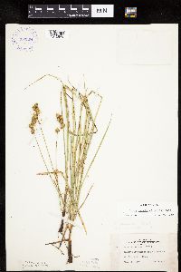 Carex merritt-fernaldii image