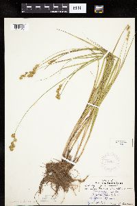 Carex merritt-fernaldii image