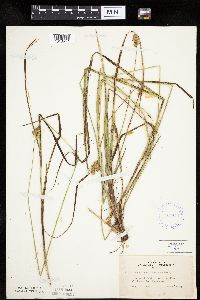 Carex merritt-fernaldii image