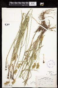 Carex merritt-fernaldii image