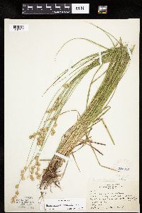 Carex merritt-fernaldii image