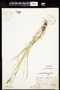 Carex merritt-fernaldii image