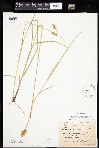 Carex merritt-fernaldii image