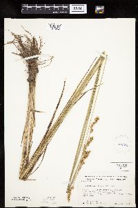 Carex merritt-fernaldii image