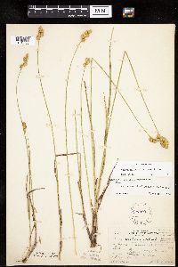 Carex merritt-fernaldii image
