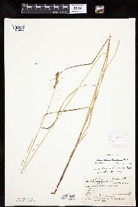 Carex merritt-fernaldii image