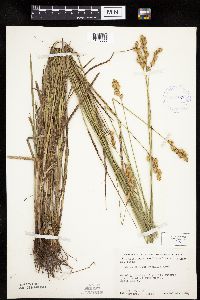 Carex merritt-fernaldii image