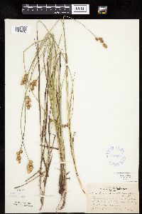Carex merritt-fernaldii image