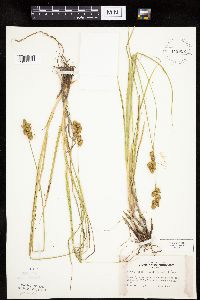 Carex merritt-fernaldii image