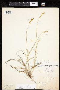 Carex merritt-fernaldii image