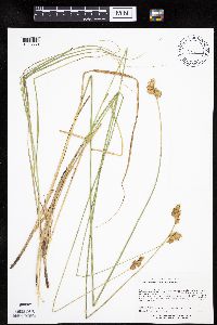 Carex merritt-fernaldii image