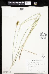 Carex merritt-fernaldii image