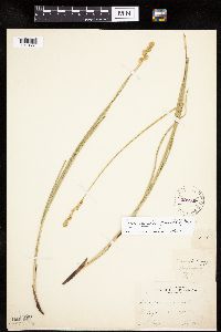 Carex merritt-fernaldii image