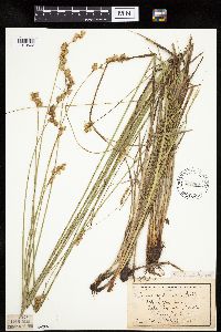 Carex merritt-fernaldii image