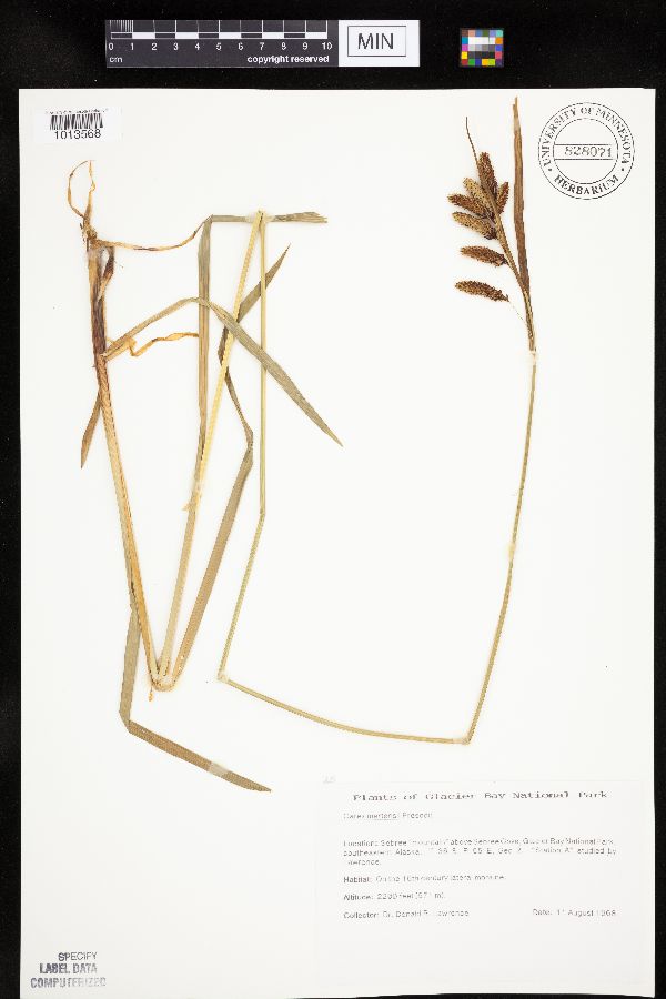 Carex mertensii image