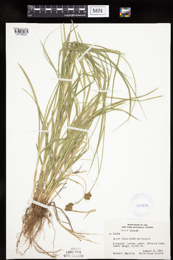 Carex microptera image